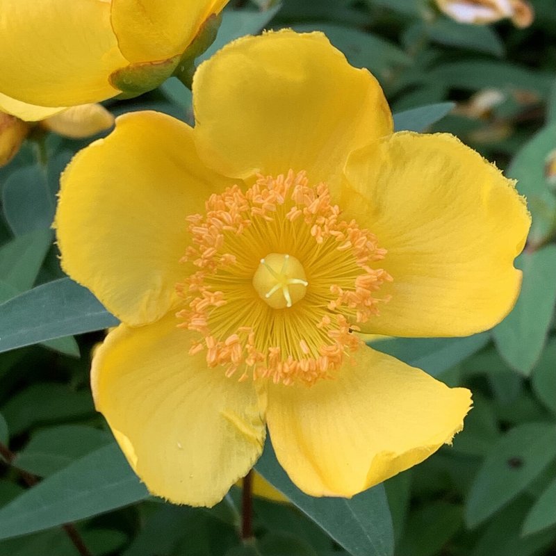 初夏に咲く黄色い花 キンシバイ くろだやよい Note 初夏に咲く黄色い花 キンシバイ くろだやよい Note