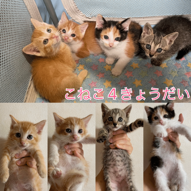 たくさんの可愛い子猫たちが里親さんを待っています にゃんこの里60家 Note