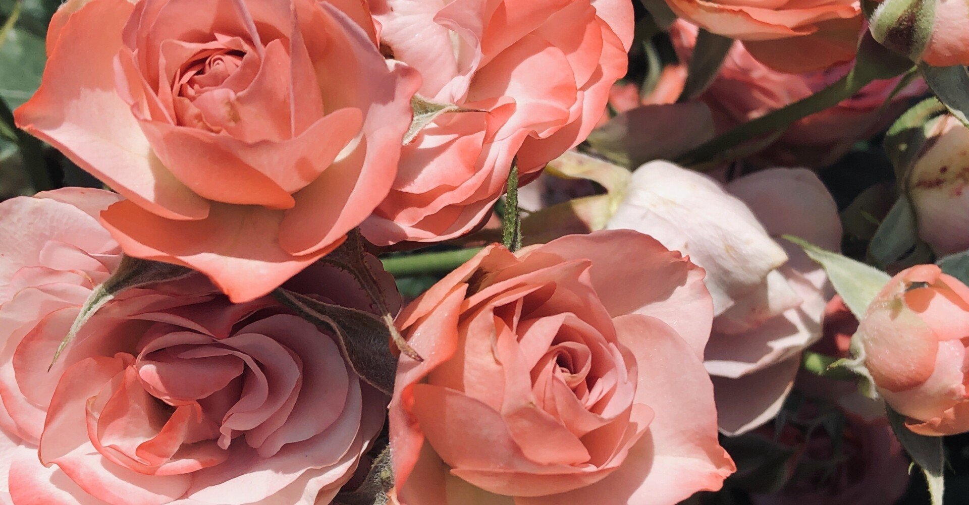 遅咲きの狂い咲きが1番厄介 えいきら Note