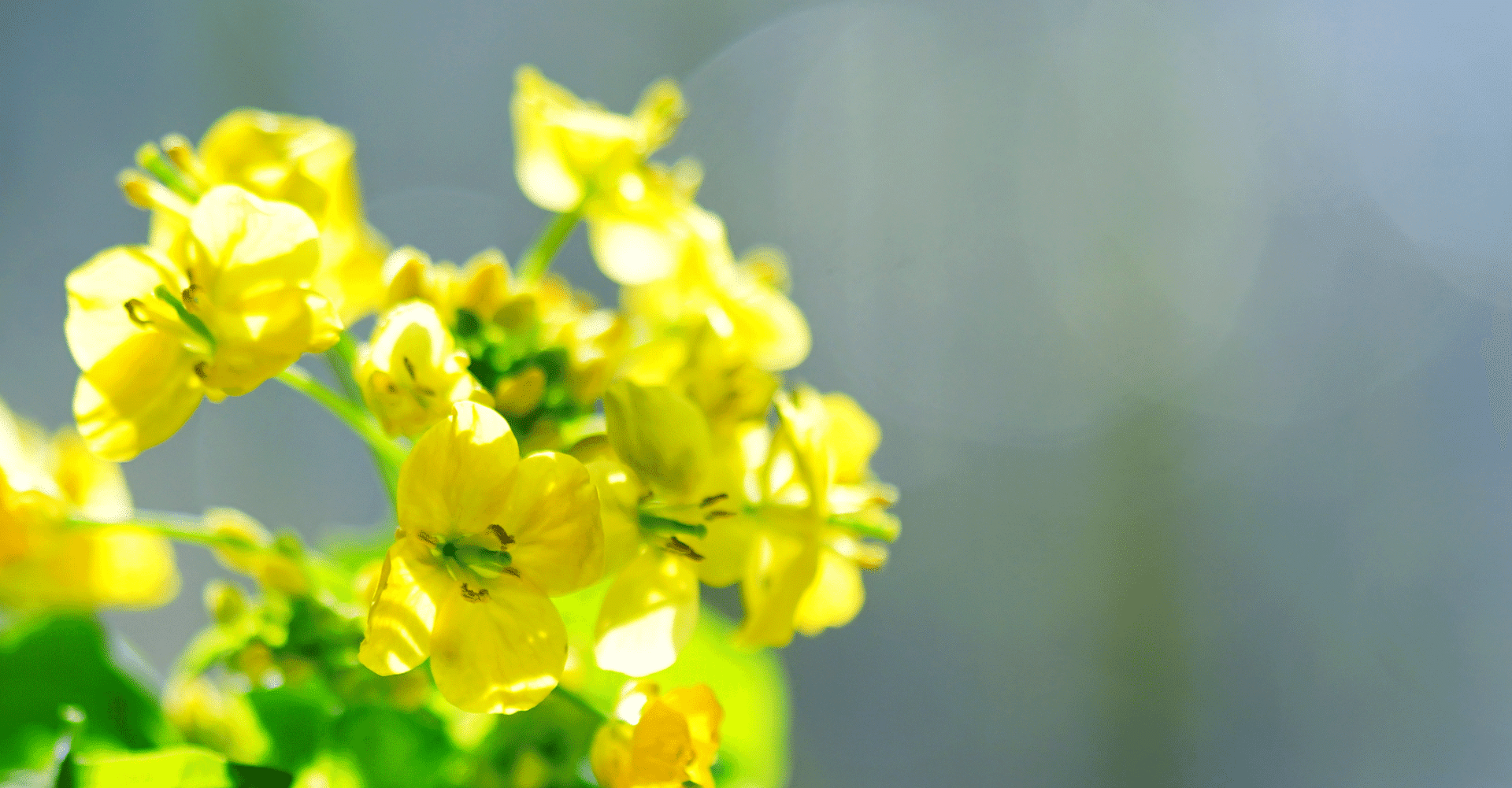 6月の牡羊座の運勢 しいたけ占いのしいたけ