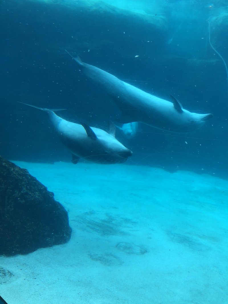 思い出2 名古屋港水族館 Haru Note 思い出2 名古屋港水族館 Haru Note