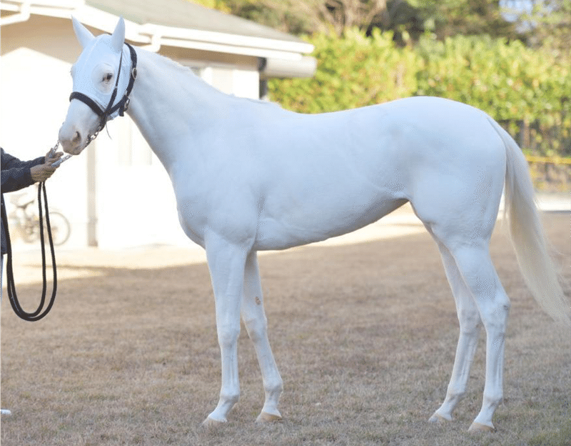 競走馬の毛色の種類は何種類 牝馬しか勝たん Note 競走馬の毛色の種類は何種類 牝馬しか勝たん Note