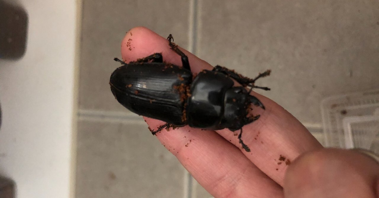 オオクワガタの産卵セット(3週間経過)｜しんちゃん 