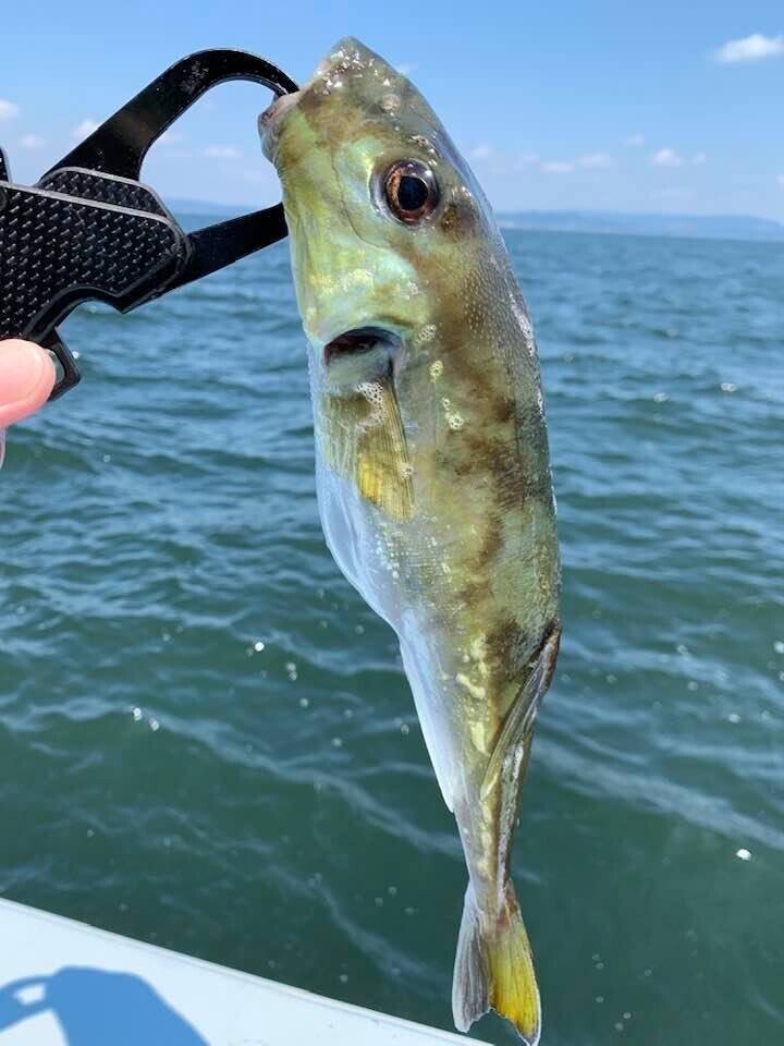 初学者向けのオフショアゲーム 005 タイラバ編 Taku Onuma Note