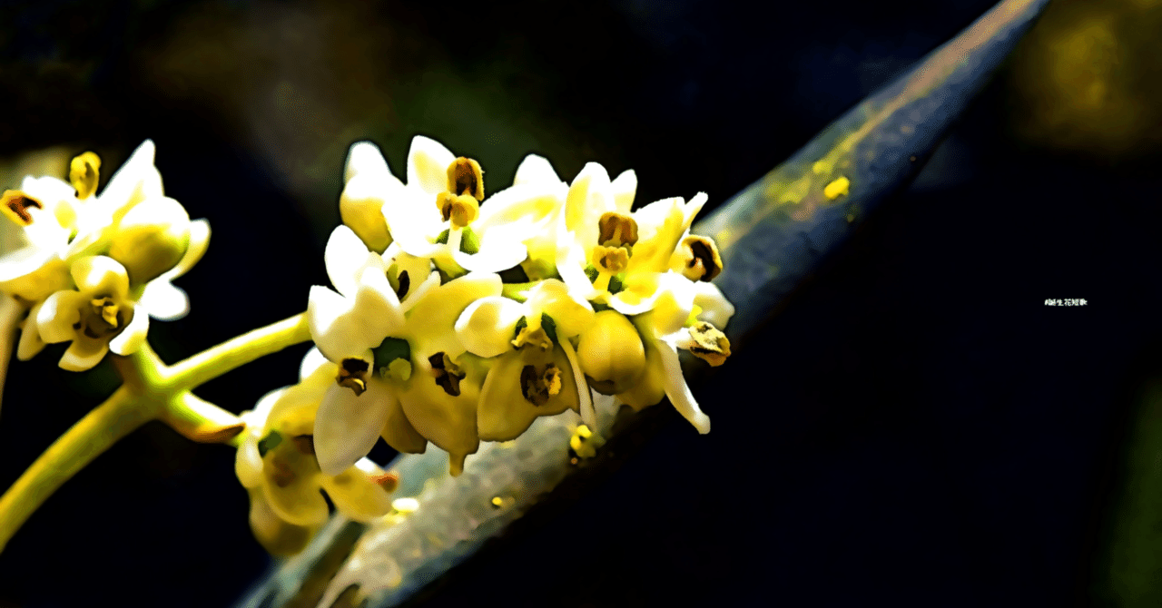 5月26日 誕生花は橄欖 誕生花短歌 御子柴 流歌 Note 5月26日 誕生花は橄欖 誕生花短歌 御子柴 流歌 Note