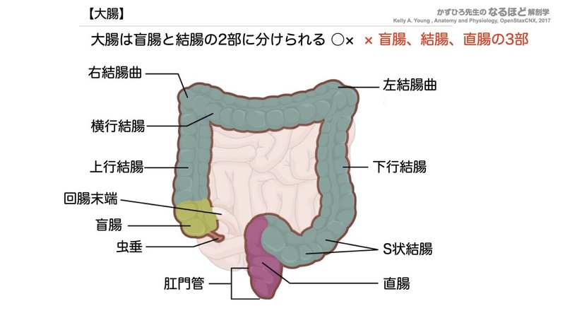 【徹底的国試対策】4-3 消化器系 - 大腸・腹膜.028