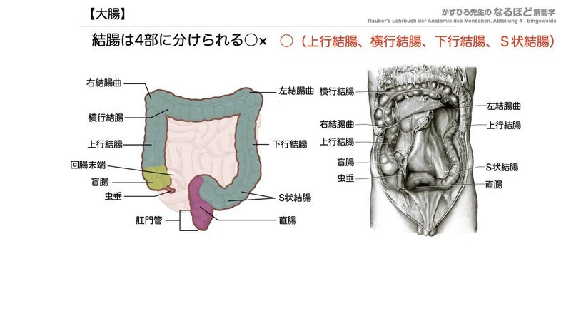 【徹底的国試対策】4-3 消化器系 - 大腸・腹膜.036