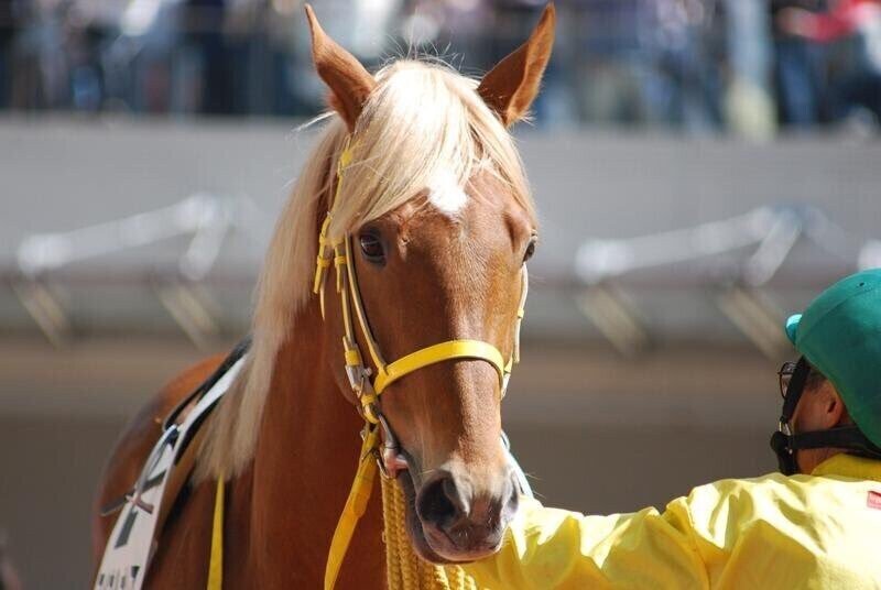 スペシャルウィーク たてがみ 馬 競走馬 jra