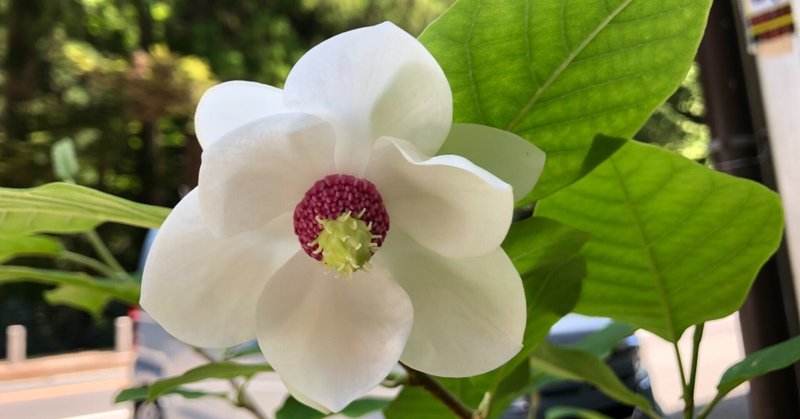 幻の花が咲きました🌱