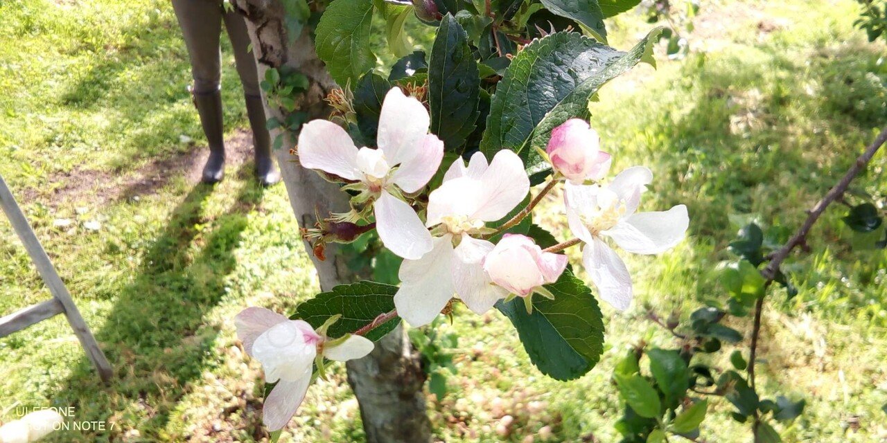 母目線のりんご畑 Atsuko Nagai りんごをもっとたのしもう Note