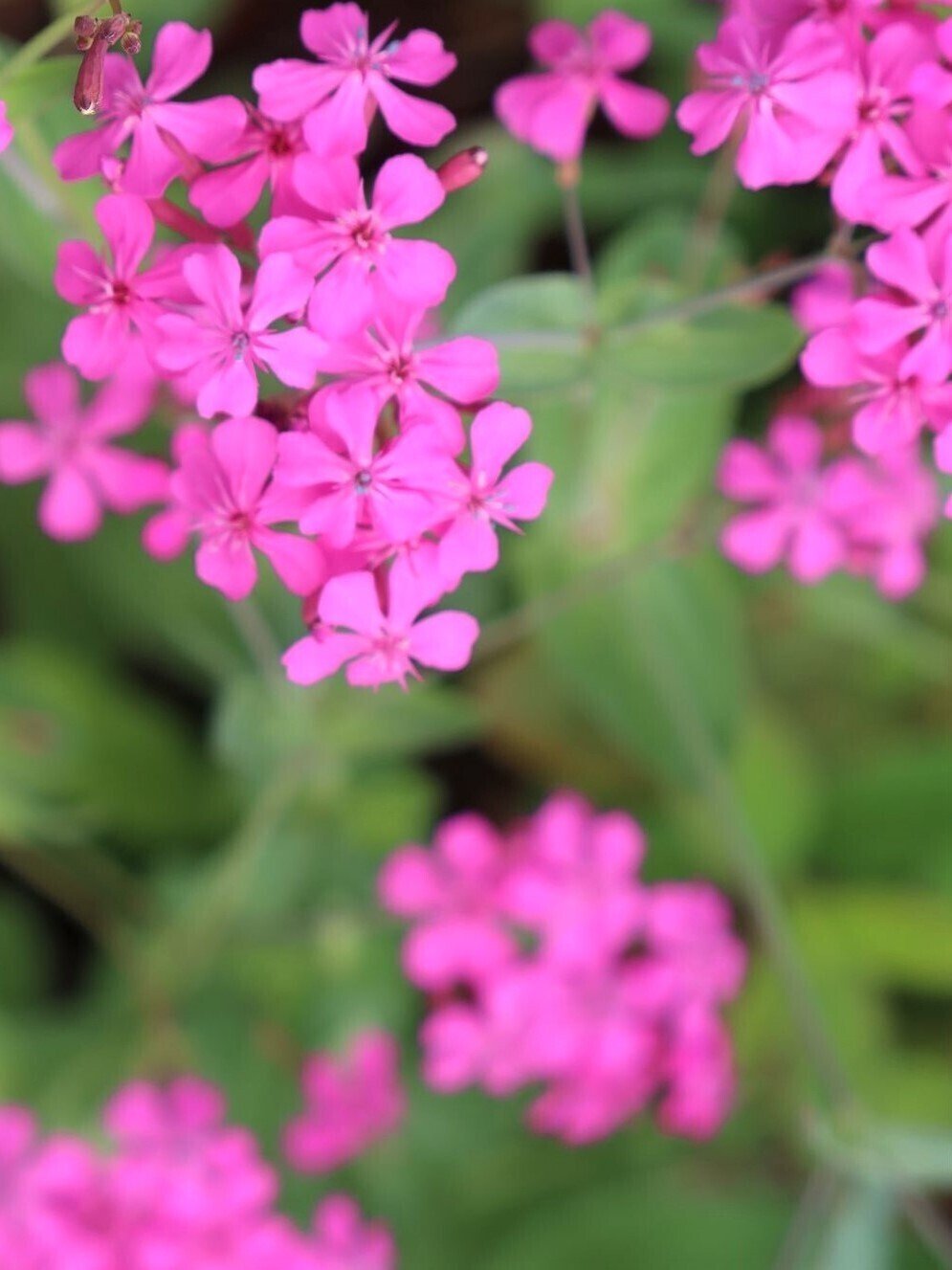 濃いピンクの花｜kazaoka