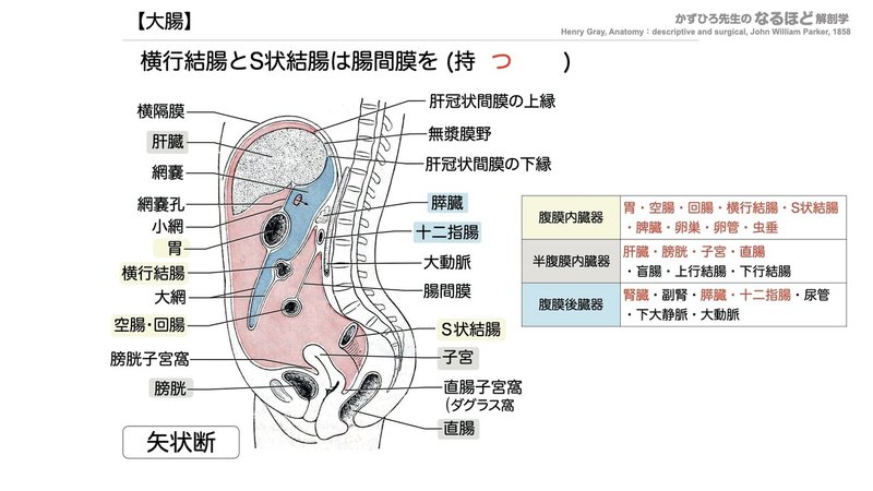 【徹底的国試対策】4-3 消化器系 - 大腸・腹膜.040