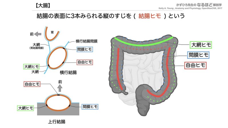 【徹底的国試対策】4-3 消化器系 - 大腸・腹膜.044