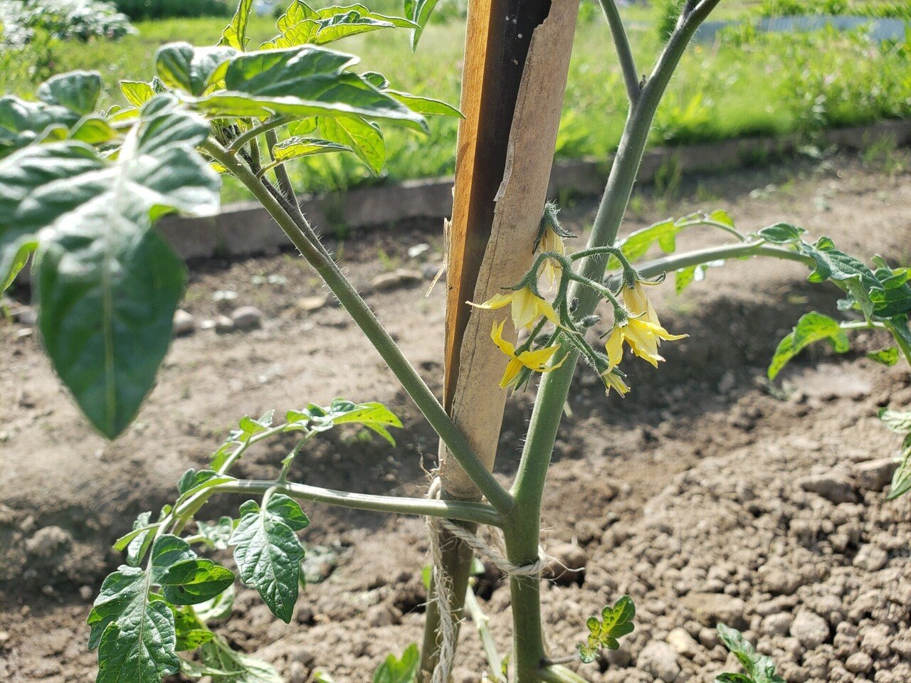 トマトの脇芽の見分け方 摘んだ脇芽を栽培する方法も あみ 畑girl Note