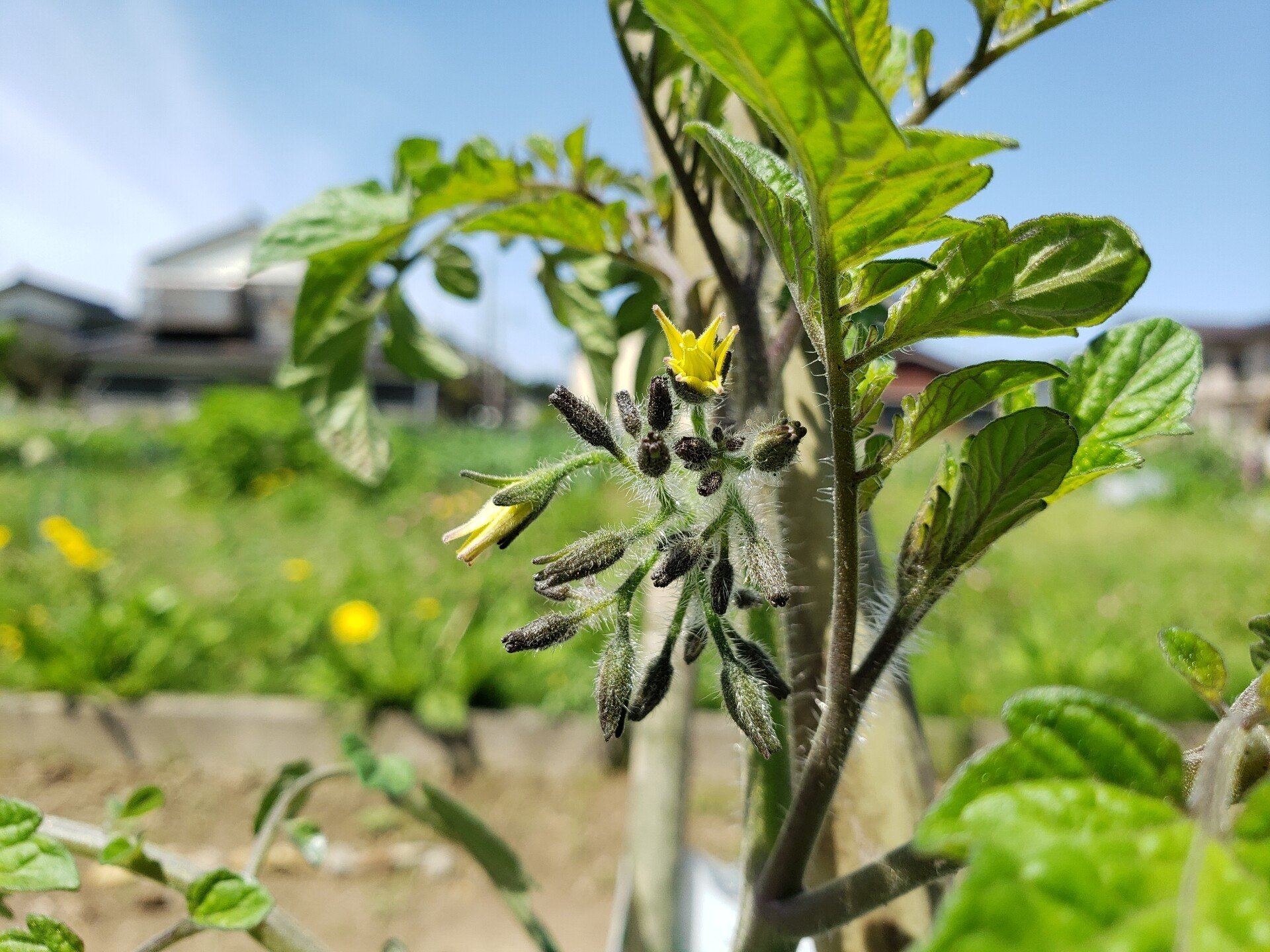トマトの脇芽の見分け方 摘んだ脇芽を栽培する方法も あみ 畑girl Note