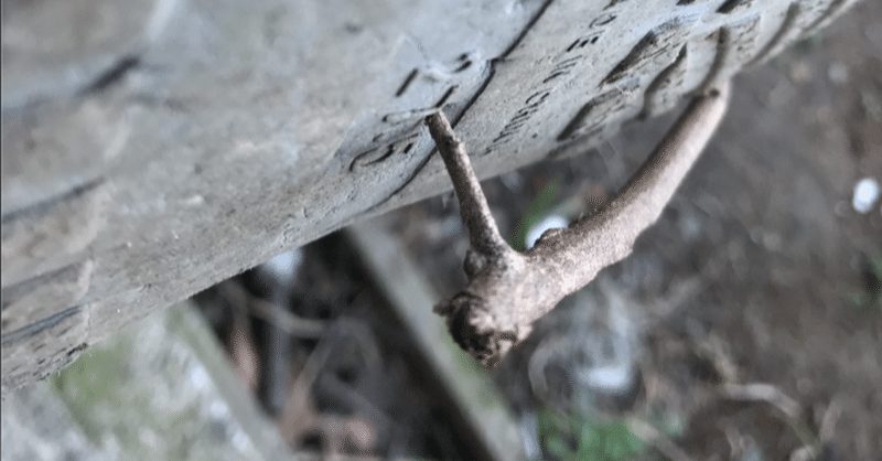 ナツメの枝がまるで天然の兵器