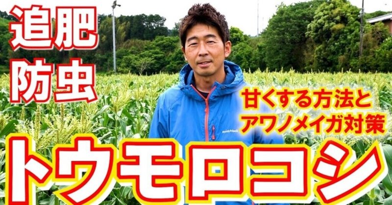 トウモロコシ 育て方 農家が教えるトウモロコシの追肥と防除 井上寅雄農園 井上隆太朗 Note トウモロコシ 育て方 農家が教えるトウモロコシの追肥と防除 井上寅雄農園 井上隆太朗 Note