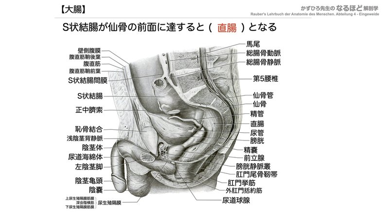 【徹底的国試対策】4-3 消化器系 - 大腸・腹膜.052