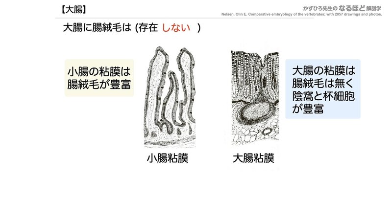 【徹底的国試対策】4-3 消化器系 - 大腸・腹膜.056