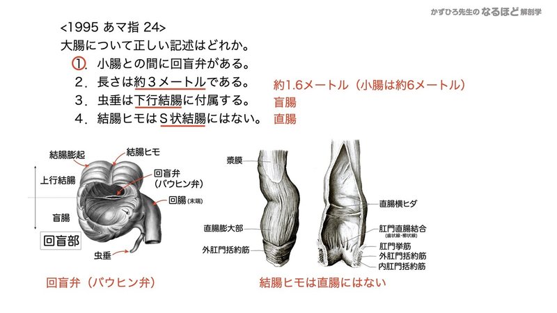 【徹底的国試対策】4-3 消化器系 - 大腸・腹膜.093