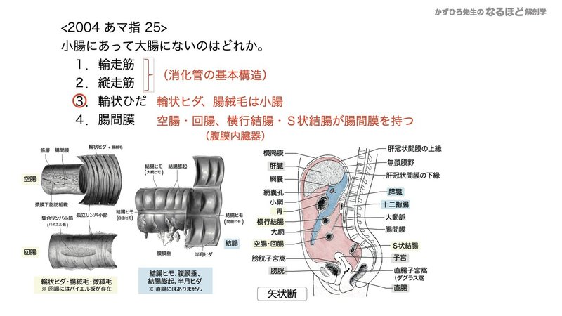 【徹底的国試対策】4-3 消化器系 - 大腸・腹膜.096