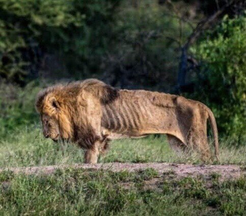 痩せたライオン