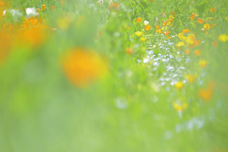 アタマの中では キモチいい お花畑にいよう #花 #幸せ #こころ #あなたの応援団 #写真 #フォトポエム #フォトポエムカウンセラー