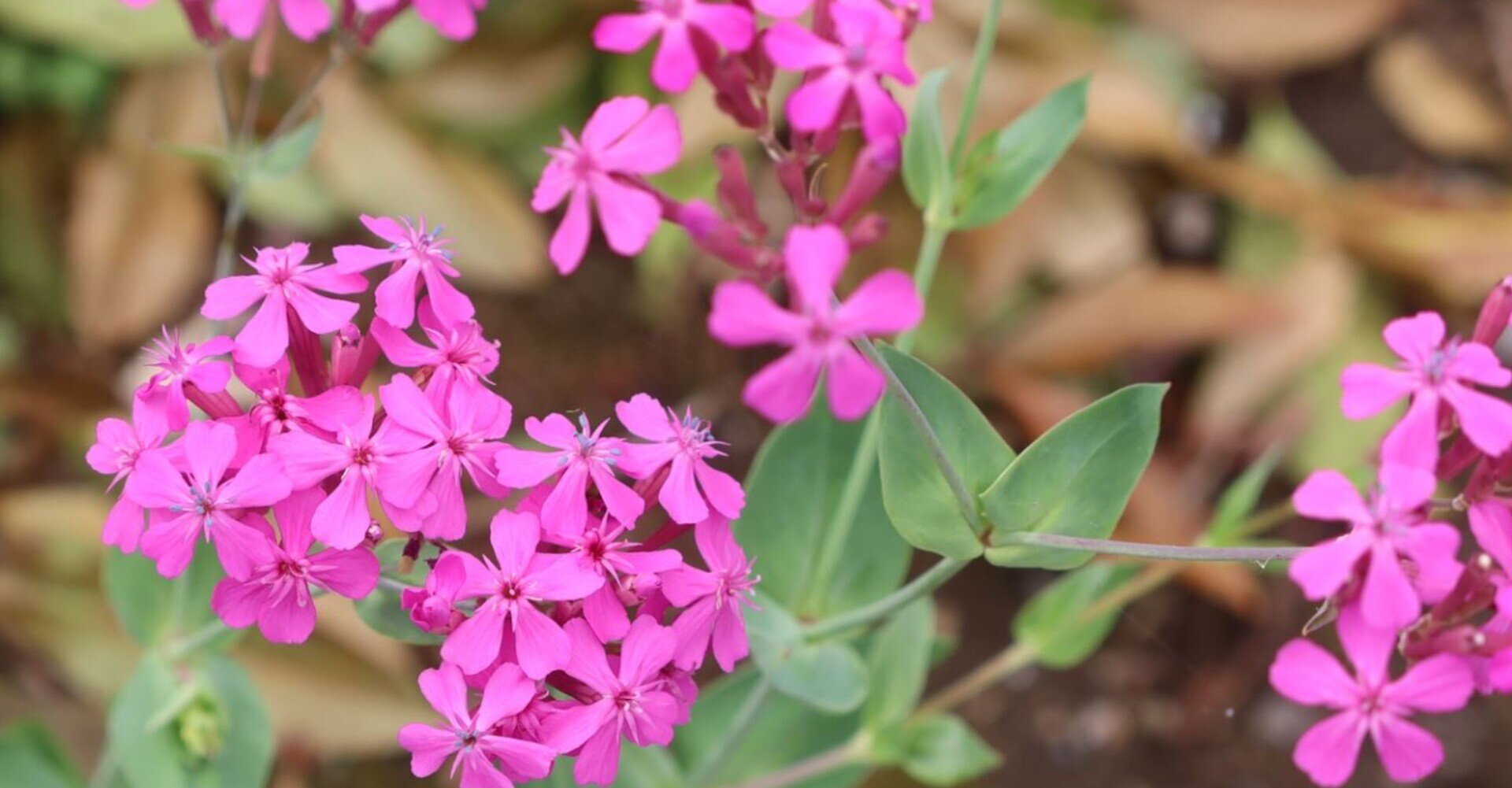 濃いピンクの花｜kazaoka