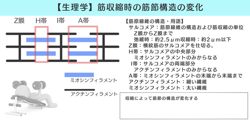 生理学 図解 イラスト とゴロあわせで簡単に覚える 骨格筋の収縮のメカニズム 興奮収縮連関 森元塾 国家試験対策 Note 生理学 図解 イラスト とゴロあわせで簡単に覚える 骨格筋の収縮のメカニズム 興奮収縮連関 森元塾 国家試験対策 Note