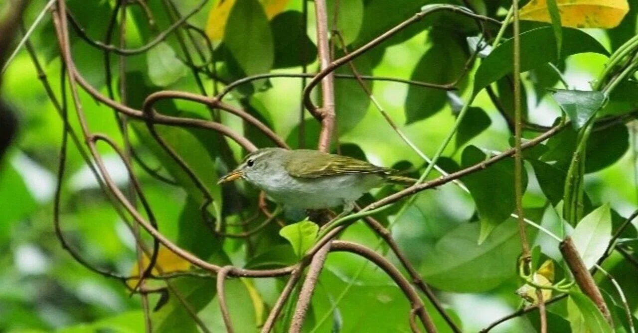 三宅島の野鳥生息・飛来情報（令和3年4月）～新緑の中、鳥のさえずり