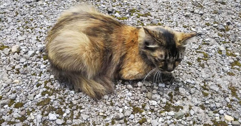 ちょこん 近所の野良猫が可愛いすぎる 晴田そわか Note ちょこん 近所の野良猫が可愛いすぎる 晴田そわか Note