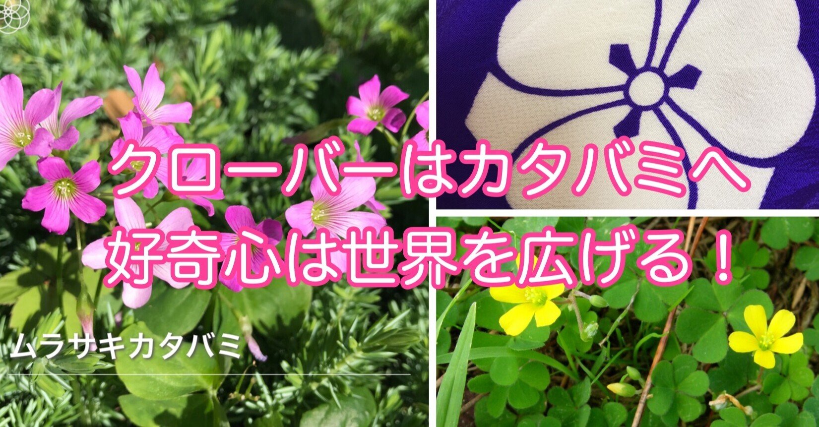 好奇心の広げ方 カタバミとクローバーの違い 家紋は縁起物 井垣利英 ちょこっとマナー 会話美人ひと言レッスン Note 好奇心の広げ方 カタバミとクローバーの違い 家紋は縁起物 井垣利英 ちょこっとマナー 会話美人ひと言レッスン Note