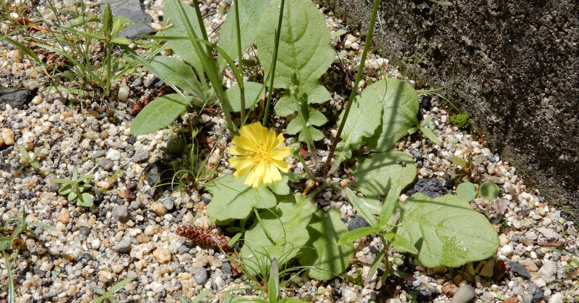 野に咲く花のように人生を生きていきたい 綾野 花南 あやの はな Note