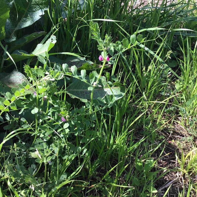 野に咲く草花達 ヤハズノエンドウ 矢筈豌豆 カラスノエンドウ Srmr Jp Note 野に咲く草花達 ヤハズノエンドウ 矢筈豌豆 カラスノエンドウ Srmr Jp Note