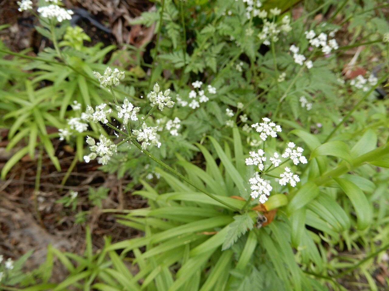 野に咲く花のように人生を生きていきたい 綾野 花南 あやの はな Note
