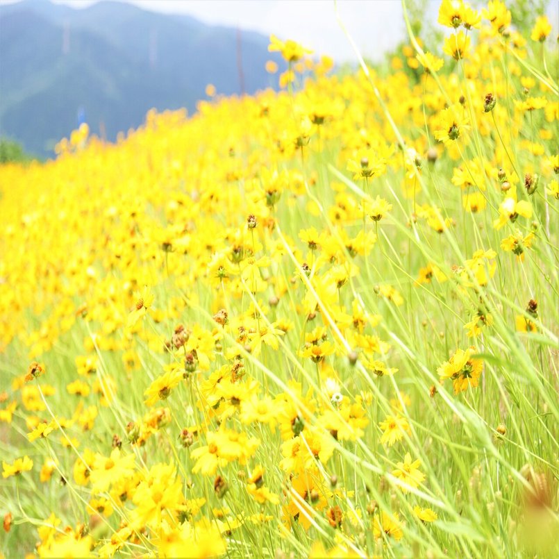 今が見頃の花を見つけました 日記 東温市公式note 愛媛県