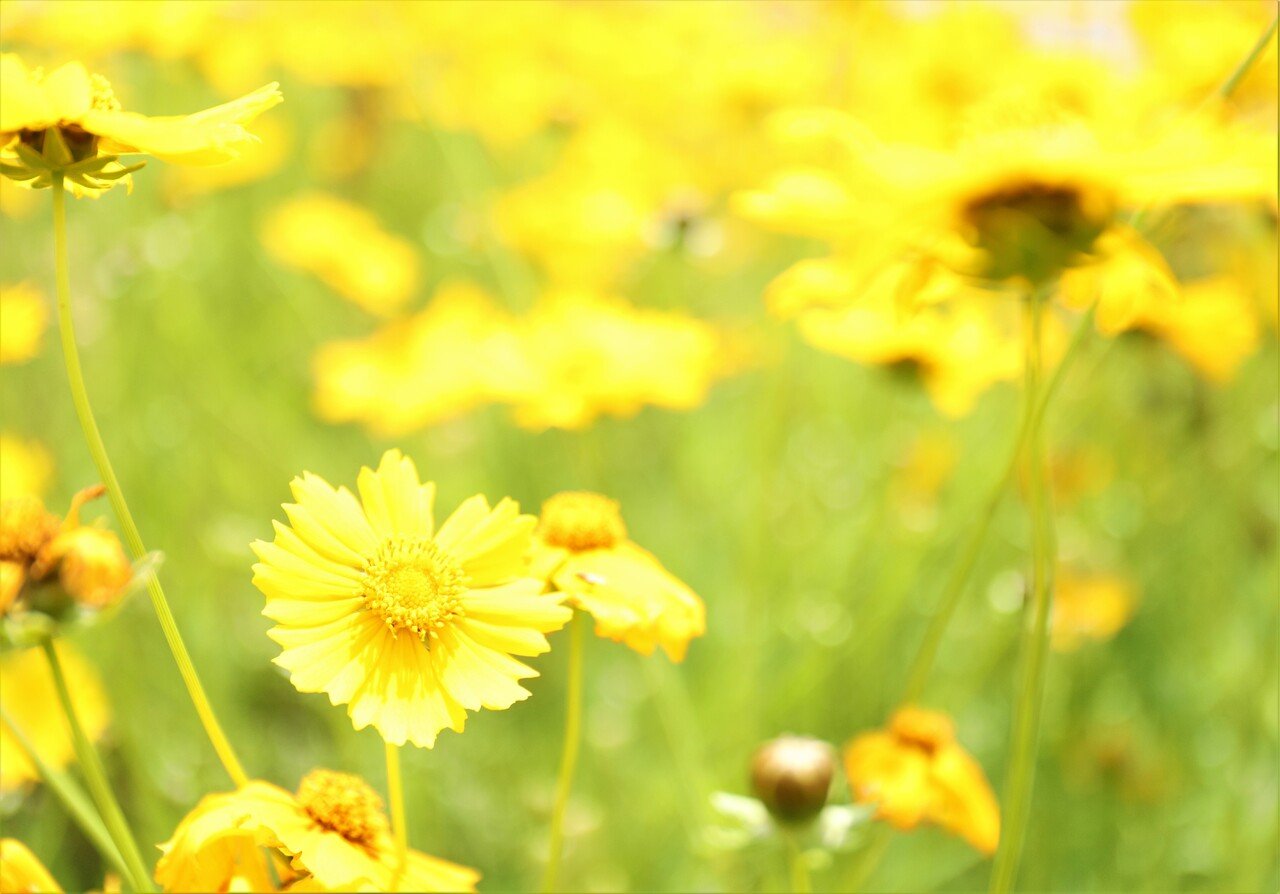 今が見頃の花を見つけました 日記 東温市公式note 愛媛県 今が見頃の花を見つけました 日記 東温市公式note 愛媛県