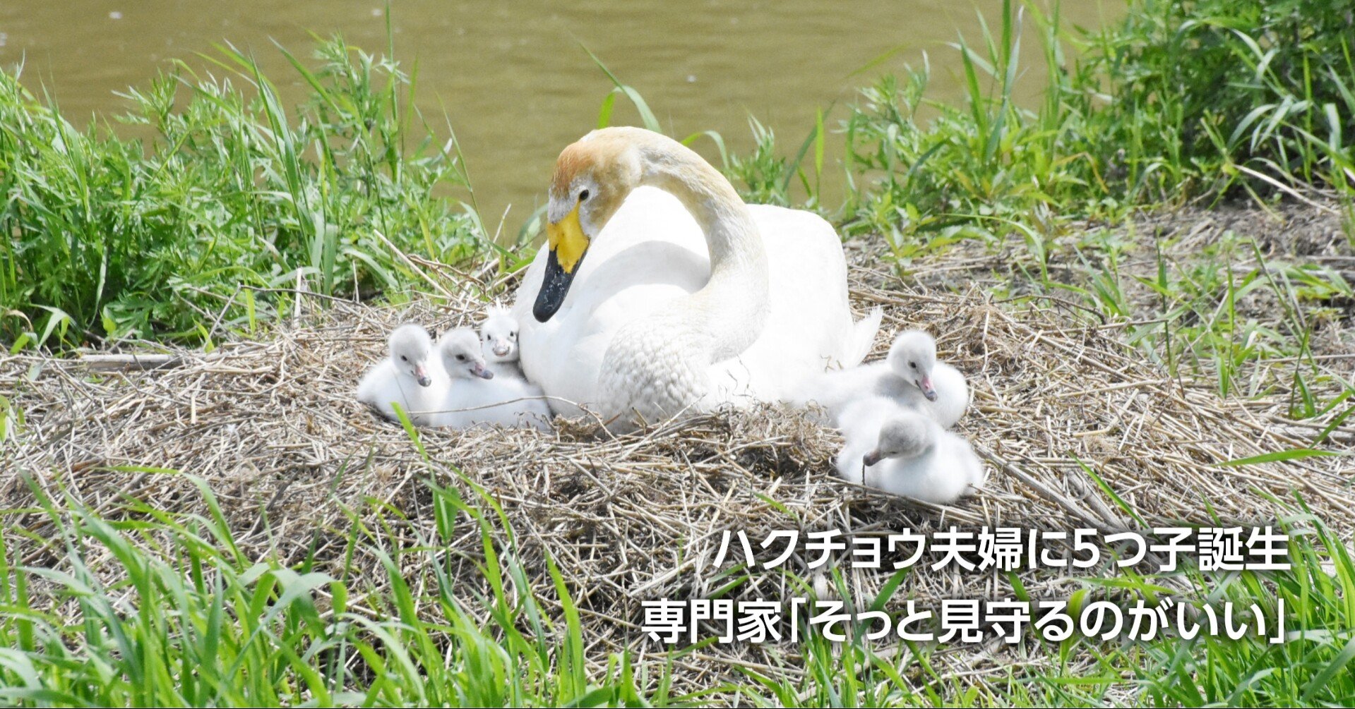 海渡らず石巻で子育て オオハクチョウが営巣 5羽のヒナ生まれる 石巻days 石巻日日新聞社公式 Note
