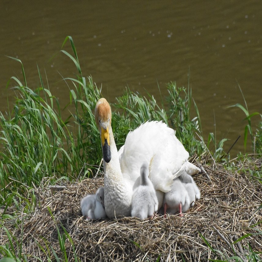 海渡らず石巻で子育て オオハクチョウが営巣 5羽のヒナ生まれる 石巻days 石巻日日新聞社公式 Note