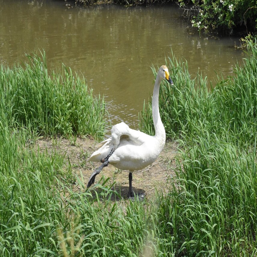 海渡らず石巻で子育て オオハクチョウが営巣 5羽のヒナ生まれる 石巻days 石巻日日新聞社公式 Note