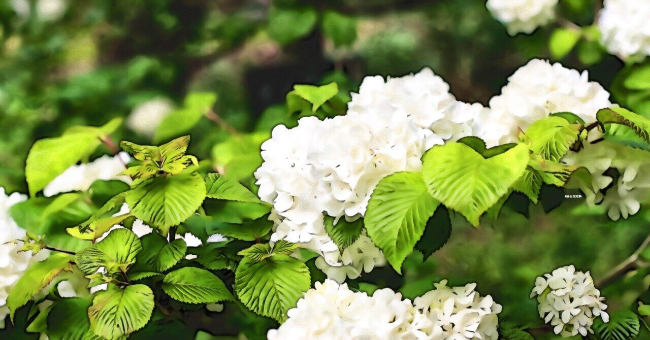 5月27日 誕生花は大手毬 誕生花短歌 御子柴 流歌 Note