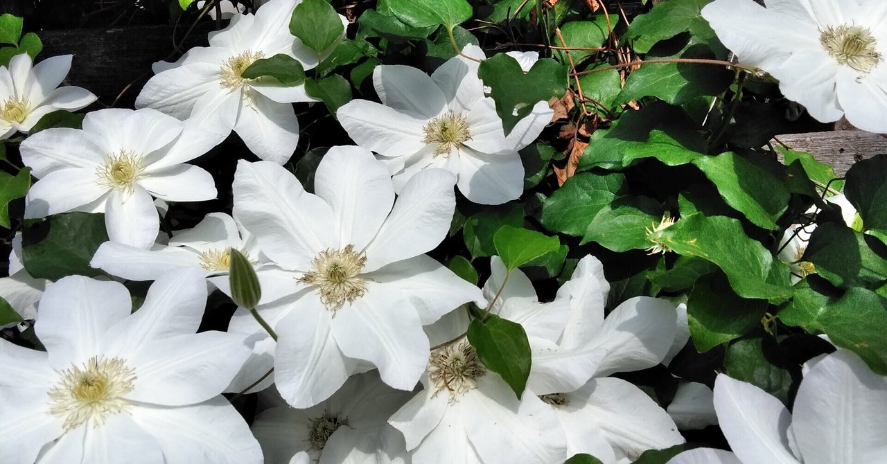 ジャック アタリ氏 利他主義は最善の合理的利己主義 Nhk 緊急対談 パンデミックが変える世界 内容まとめ 実村 文 Theatre Unit Sala Note