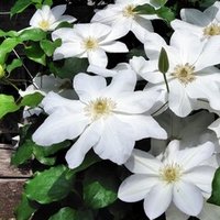 生きるべきか死ぬべきか それは誤訳だ ハムレット の 例の箇所 について 透明なシェイクスピア 2 実村 文 Theatre Unit Sala Note