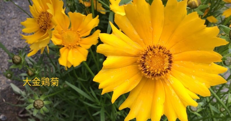 大金鶏菊 すず Note