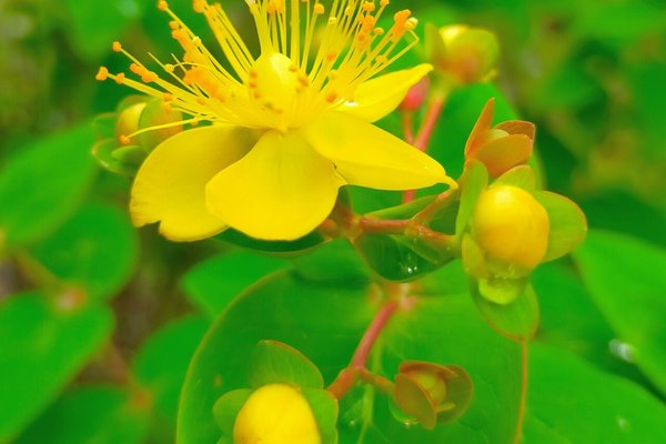 ヒペリカムの花言葉悲しみは続かない の新着タグ記事一覧 Note つくる つながる とどける ヒペリカムの花言葉悲しみは続かない の新着タグ記事一覧 Note つくる つながる とどける