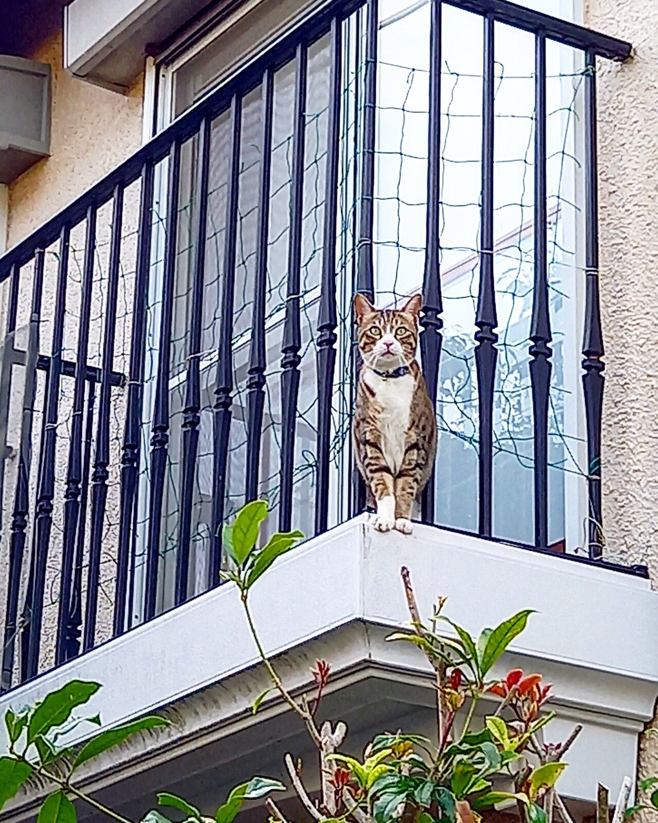 散歩していると 上から視線を感じることがあります そういうときは必ずと言って良いほど猫に見られています 多分 部屋飼いであろうこの子は 2階のベランダ から飛び降りたいみたいですが かなり高さがあるので無 消雲堂 しょううんどう Note 散歩していると 上から視線を感じることがあります そういうときは必ずと言って良いほど猫に見られています 多分 部屋飼いであろうこの子は 2階のベランダ から飛び降りたいみたいですが かなり高さがあるので無 消雲堂 しょううんどう Note