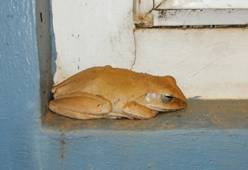 トッケイと我が家の生き物たち 大野のり子 Note トッケイと我が家の生き物たち 大野のり子 Note