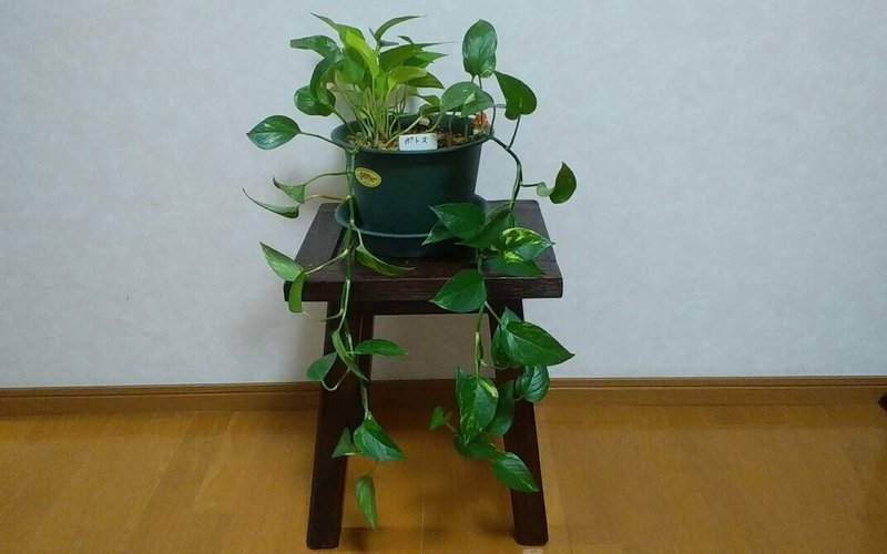 癒しの観葉植物 2 ポトス 今西昌平 太古のセラピスト Note 癒しの観葉植物 2 ポトス 今西昌平 太古のセラピスト Note