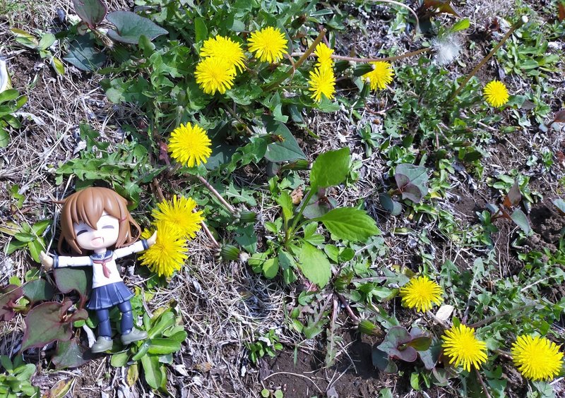 らいちゃんがゆく 007 人生つらいのでその辺の草食べてみた たんぽぽ辺その1 らい Note らいちゃんがゆく 007 人生つらいのでその辺の草食べてみた たんぽぽ辺その1 らい Note