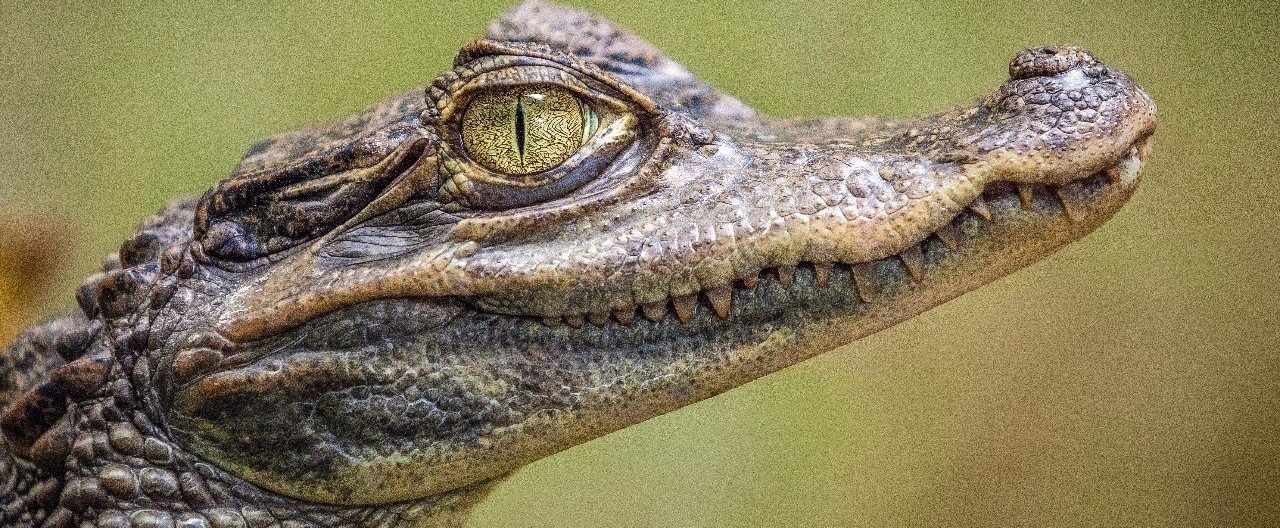 The Alligator River Story｜RYOTA